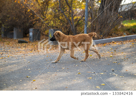 A brown dog is walking down a street 133842416