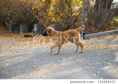 A brown dog is walking on a road with leaves on the ground A brown dog is walking on a road with leaves on the ground 133842417