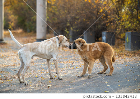 Two dogs are standing on a road, one is brown and the other is white 133842418