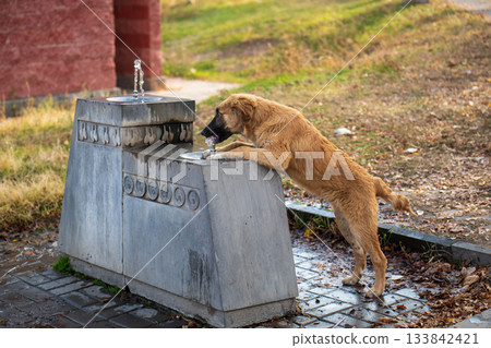A brown dog is drinking water from a fountain A brown dog is drinking water from a fountain 133842421