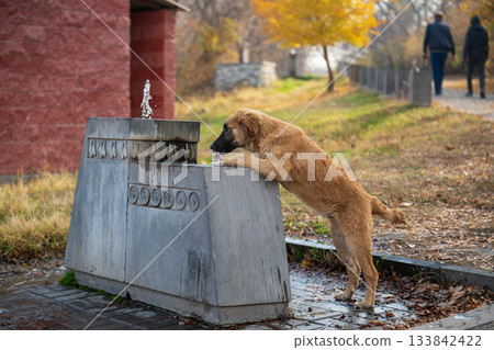 A brown dog is looking at a water fountain 133842422