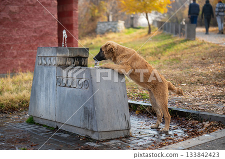 A brown dog is drinking water from a fountain A brown dog is drinking water from a fountain 133842423