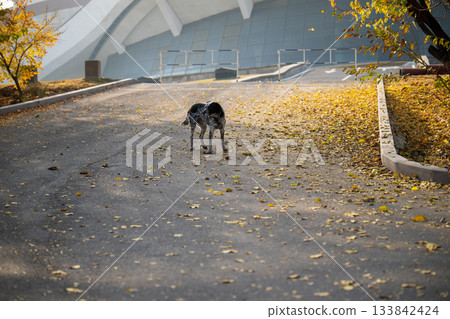 A dog is walking on a road with leaves on the ground A dog is walking on a road with leaves on the ground 133842424