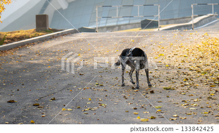 A dog is walking on a road with leaves on the ground 133842425