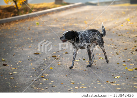 A dog is walking on a road with leaves on the ground A dog is walking on a road with leaves on the ground 133842426