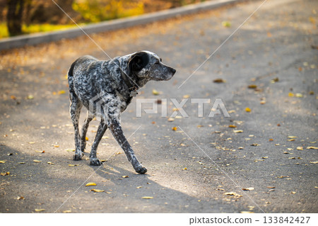 A dog is walking on a road with leaves on the ground A dog is walking on a road with leaves on the ground 133842427