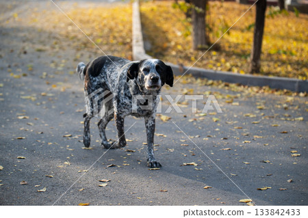 A dog is walking on a road with leaves on the ground 133842433