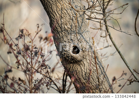 A tree with a hole in it and some dead branches A tree with a hole in it and some dead branches 133842448