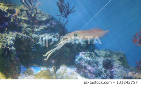 魷魚在珊瑚礁中游動 133842757