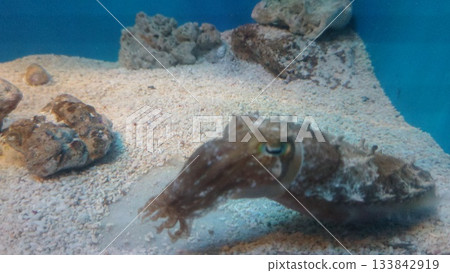 Squid swimming in an aquarium 133842919