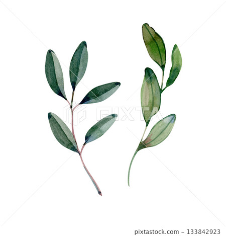 Watercolor illustration of two elegant olive branches with green leaves. Natural botanical element perfect for design, decor, packaging, invitations, logos, and Mediterranean-themed projects. 133842923