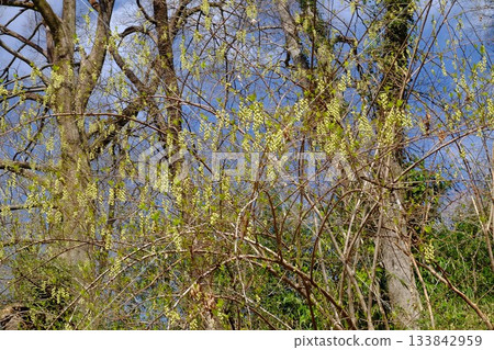 樹林中盛開的山茱萸 [相模原市築井市 3 月] 133842959