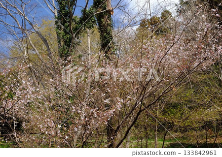 Yabuzakura blooming in a grove of trees [Tsukui, Sagamihara City, March] 133842961