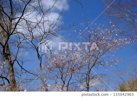 Yabuzakura cherry blossoms shining against the blue sky [Tsukui, Sagamihara City, March] 133842963
