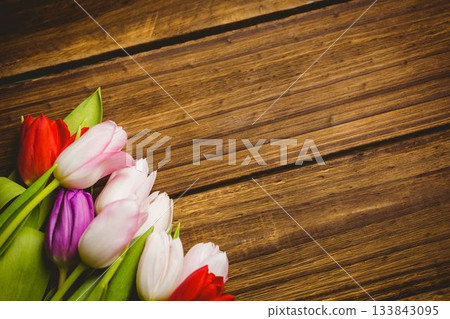 Colorful tulip cluster is resting on wooden tabletop with green leaves in flat design, copy space Colorful tulip cluster is resting on wooden tabletop with green leaves in flat design, copy space 133843095
