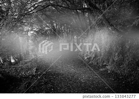 Dark way in the woods with smoke Dark way in the woods with smoke 133843277