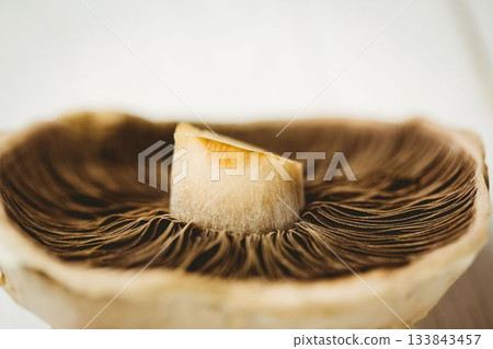 Halved mushroom cap is being shown in flat design, with radial gills on blurred background Halved mushroom cap is being shown in flat design, with radial gills on blurred background 133843457