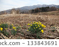 早春時節，鄉村盛開著黃色的水仙花。 133843691