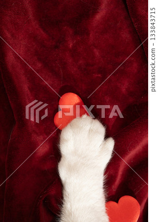 Cat's White Paw Holds Red Heart on Velvety Red Cloth for Valentine's Day Cat's White Paw Holds Red Heart on Velvety Red Cloth for Valentine's Day 133843715