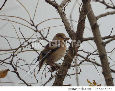 A hawfinch perched on a tree branch taken at a nearby stream 133843868