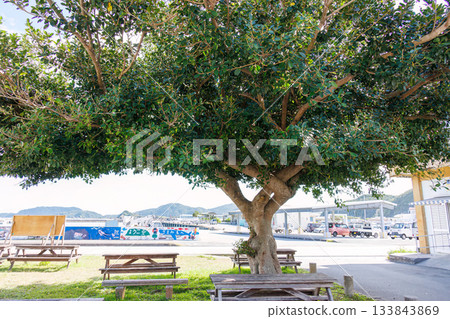 Beautiful banyan tree. Zamami Port, Zamami Island, Kerama Islands, Shimajiri District, Okinawa Prefecture - 2025, 40km west of the main island of Okinawa Beautiful banyan tree. Zamami Port, Zamami Island, Kerama Islands, Shimajiri District, Okinawa Prefecture - 2025, 40km west of the main island of Okinawa 133843869