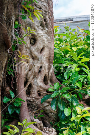 Beautiful banyan tree. Zamami Port, Zamami Island, Kerama Islands, Shimajiri District, Okinawa Prefecture - 2025, 40km west of the main island of Okinawa Beautiful banyan tree. Zamami Port, Zamami Island, Kerama Islands, Shimajiri District, Okinawa Prefecture - 2025, 40km west of the main island of Okinawa 133843870