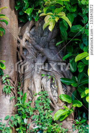 Beautiful banyan tree. Zamami Port, Zamami Island, Kerama Islands, Shimajiri District, Okinawa Prefecture - 2025, 40km west of the main island of Okinawa Beautiful banyan tree. Zamami Port, Zamami Island, Kerama Islands, Shimajiri District, Okinawa Prefecture - 2025, 40km west of the main island of Okinawa 133843872