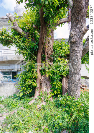 美麗的榕樹。座間味港，座間味島，慶良間群島，島尻郡，沖繩縣 - 2025，位於沖繩本島以西40公里處。 133843874