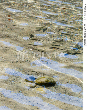 背景資料:一群魚在波光粼粼、清澈透明的海水中游弋。 背景資料:一群魚在波光粼粼、清澈透明的海水中游弋。 133843877
