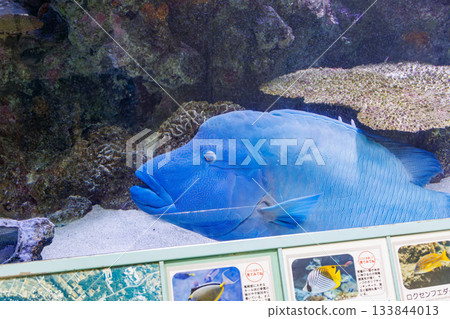 機場大廳裡有一個巨大的水族箱。裡面有一條巨大的拿破崙魚。沖繩縣那霸機場 133844013