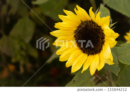 一種罕見的冬季開花的向日葵 133844212