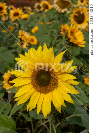 A rare sunflower that blooms in winter A rare sunflower that blooms in winter 133844219