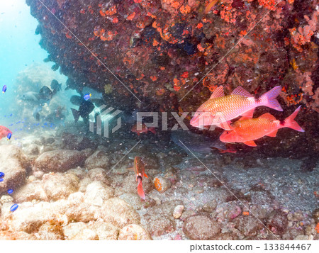Schools of Japanese goatfish, Japanese seabass, and other fish. Hirizohama, Minamiizu Town, Nakagi, Izu Peninsula, Shizuoka Prefecture - 2025 One of the best in Japan Schools of Japanese goatfish, Japanese seabass, and other fish. Hirizohama, Minamiizu Town, Nakagi, Izu Peninsula, Shizuoka Prefecture - 2025 One of the best in Japan 133844467
