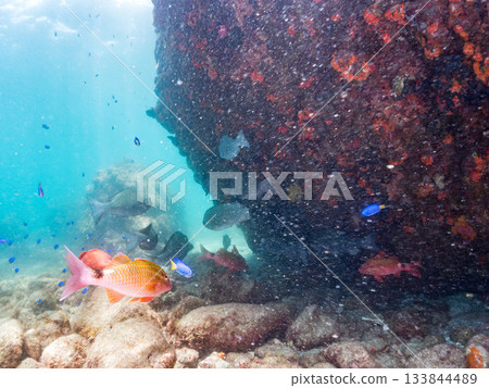 成群的日本羊魚、日本鱸魚和其他魚類。靜岡縣伊豆半島中城南伊豆町平枝濱 - 2025 日本最佳觀魚地點之一 133844489