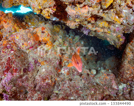 成群的日本羊魚、日本鱸魚和其他魚類。靜岡縣伊豆半島中城南伊豆町平枝濱 - 2025 日本最佳觀魚地點之一 133844490