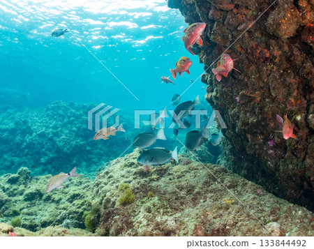 成群的日本羊魚、日本鱸魚和其他魚類。靜岡縣伊豆半島中城南伊豆町平枝濱 - 2025 日本最佳觀魚地點之一 133844492