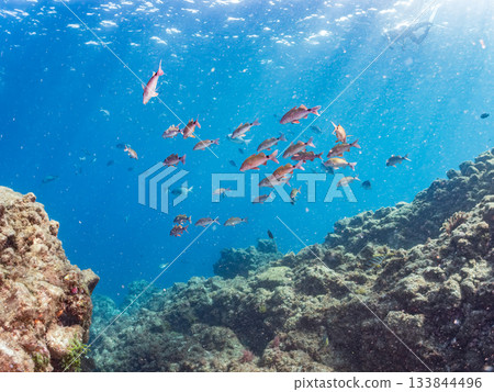 Schools of Japanese goatfish, Japanese seabass, and other fish. Hirizohama, Minamiizu Town, Nakagi, Izu Peninsula, Shizuoka Prefecture - 2025 One of the best in Japan 133844496