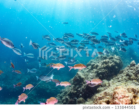 Schools of Japanese goatfish, Japanese seabass, and other fish. Hirizohama, Minamiizu Town, Nakagi, Izu Peninsula, Shizuoka Prefecture - 2025 One of the best in Japan 133844501