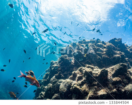 成群的日本羊魚、日本鱸魚和其他魚類。靜岡縣伊豆半島中城南伊豆町平枝濱 - 2025 日本最佳觀魚地點之一 133844504