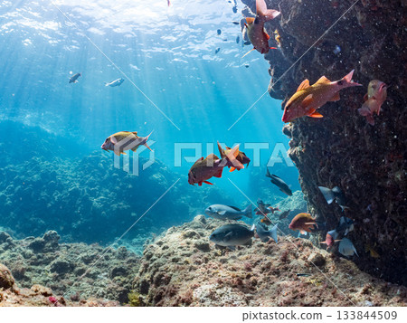 成群的日本羊魚、日本鱸魚和其他魚類。靜岡縣伊豆半島中城南伊豆町平枝濱 - 2025 日本最佳觀魚地點之一 133844509