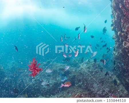 成群的日本羊魚、日本鱸魚和其他魚類。靜岡縣伊豆半島中城南伊豆町平枝濱 - 2025 日本最佳觀魚地點之一 133844510