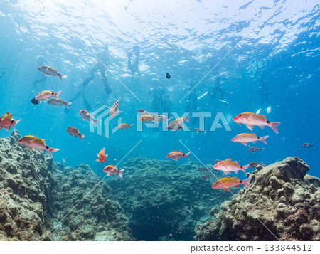 Schools of Japanese goatfish, Japanese seabass, and other fish. Hirizohama, Minamiizu Town, Nakagi, Izu Peninsula, Shizuoka Prefecture - 2025 One of the best in Japan 133844512