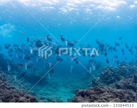 成群的日本羊魚、日本鱸魚和其他魚類。靜岡縣伊豆半島中城南伊豆町平枝濱 - 2025 日本最佳觀魚地點之一 133844513