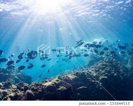 Schools of Japanese goatfish, Japanese seabass, and other fish. Hirizohama, Minamiizu Town, Nakagi, Izu Peninsula, Shizuoka Prefecture - 2025 One of the best in Japan 133844515