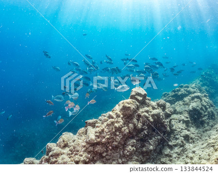 Schools of Japanese goatfish, Japanese seabass, and other fish. Hirizohama, Minamiizu Town, Nakagi, Izu Peninsula, Shizuoka Prefecture - 2025 One of the best in Japan 133844524
