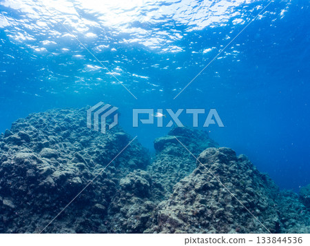 Schools of Japanese goatfish, Japanese seabass, and other fish. Hirizohama, Minamiizu Town, Nakagi, Izu Peninsula, Shizuoka Prefecture - 2025 One of the best in Japan Schools of Japanese goatfish, Japanese seabass, and other fish. Hirizohama, Minamiizu Town, Nakagi, Izu Peninsula, Shizuoka Prefecture - 2025 One of the best in Japan 133844536