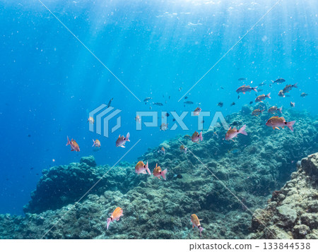 成群的日本羊魚、日本鱸魚和其他魚類。靜岡縣伊豆半島中城南伊豆町平枝濱 - 2025 日本最佳觀魚地點之一 133844538