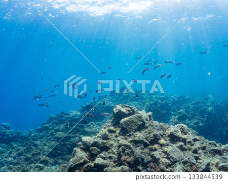 成群的日本羊魚、日本鱸魚和其他魚類。靜岡縣伊豆半島中城南伊豆町平枝濱 - 2025 日本最佳觀魚地點之一 133844539