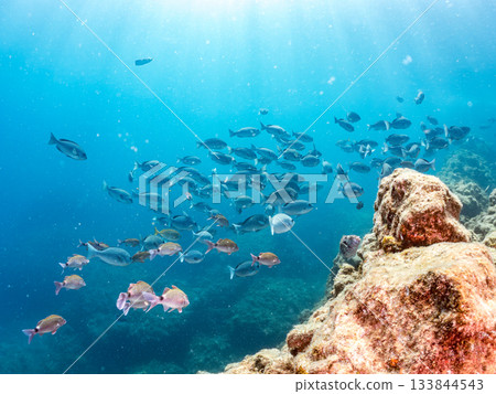 Schools of Japanese goatfish, Japanese seabass, and other fish. Hirizohama, Minamiizu Town, Nakagi, Izu Peninsula, Shizuoka Prefecture - 2025 One of the best in Japan 133844543