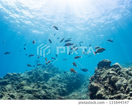 成群的日本羊魚、日本鱸魚和其他魚類。靜岡縣伊豆半島中城南伊豆町平枝濱 - 2025 日本最佳觀魚地點之一 133844547